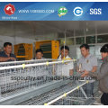 Silver Star Automatic Layer Chicken Cage System